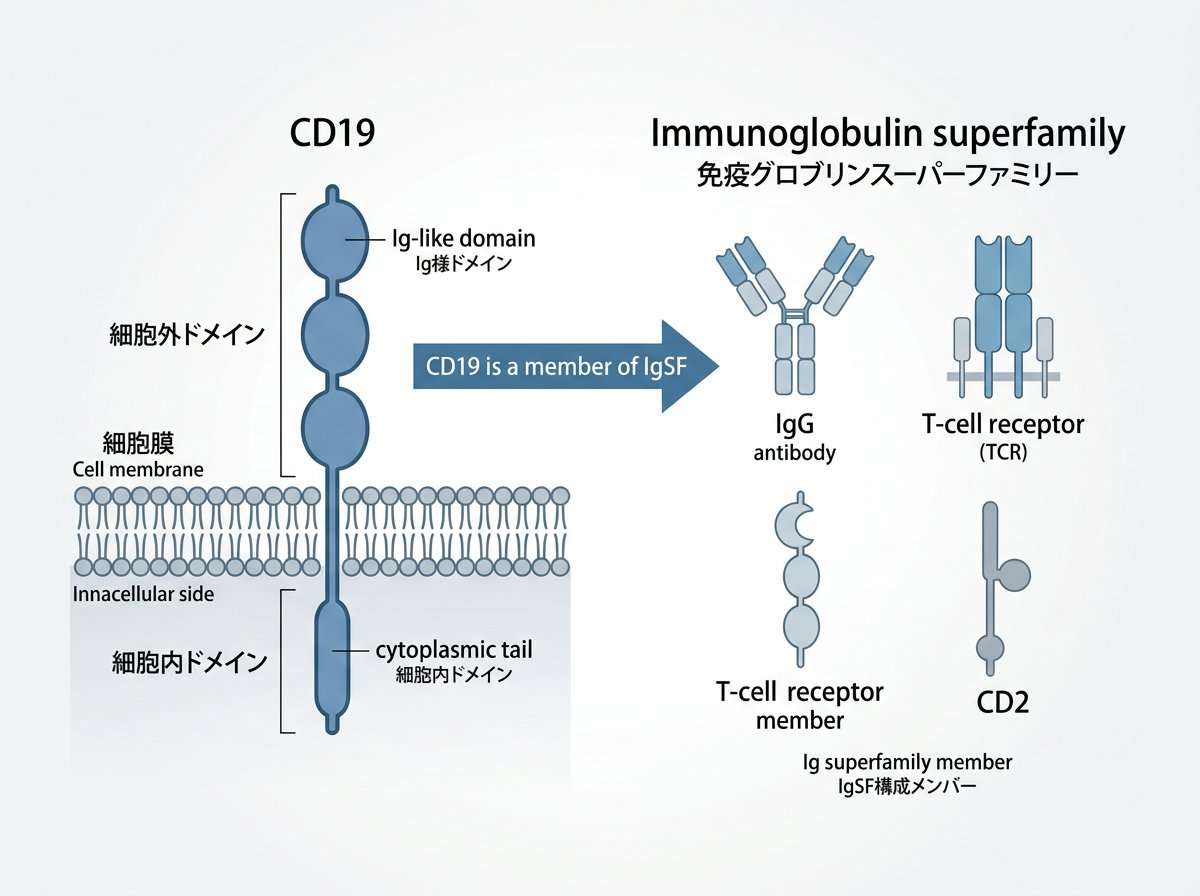CD19の分子構造とIgスーパーファミリー