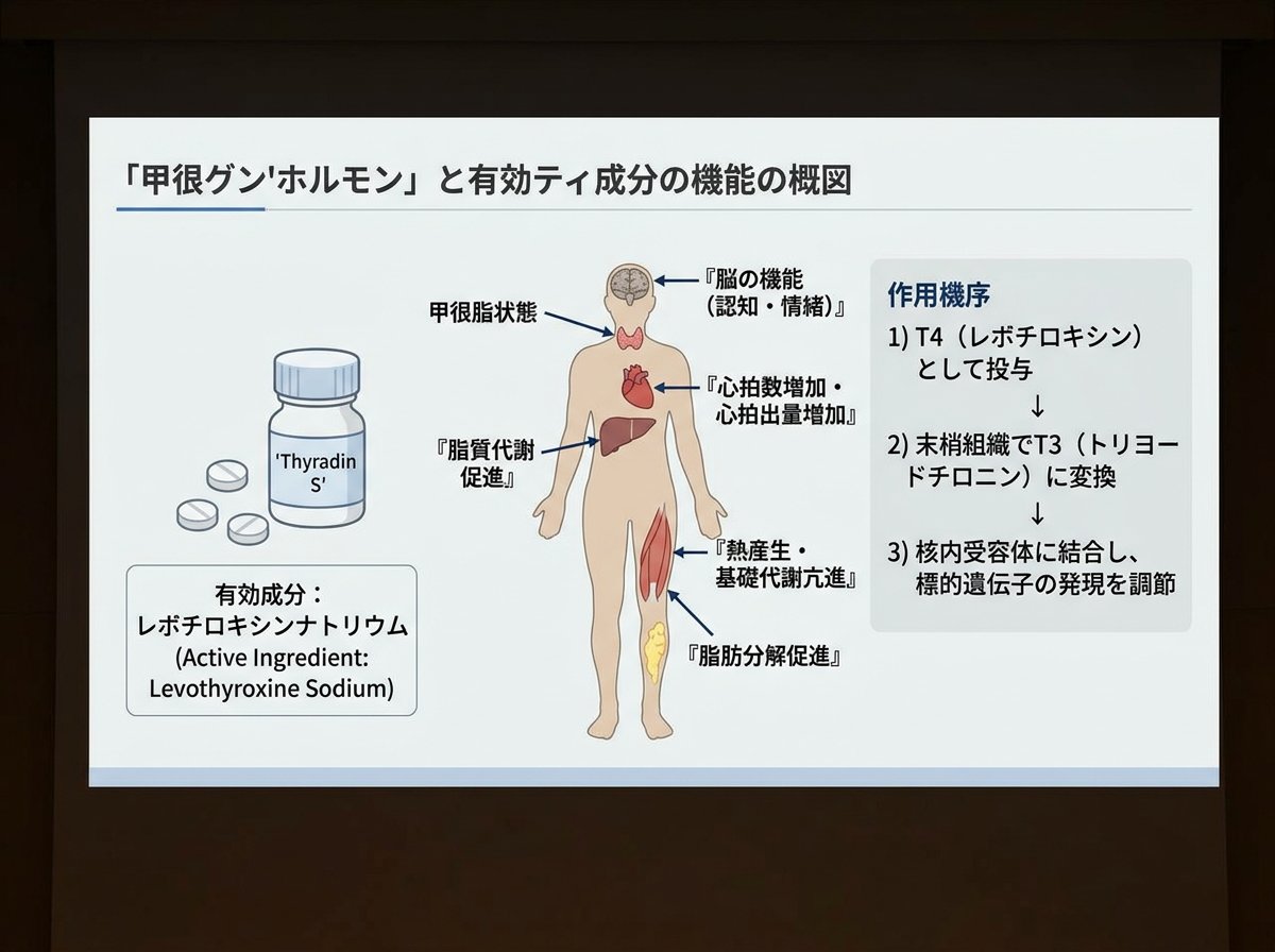 チラーヂンSの有効成分と甲状腺ホルモンの働き