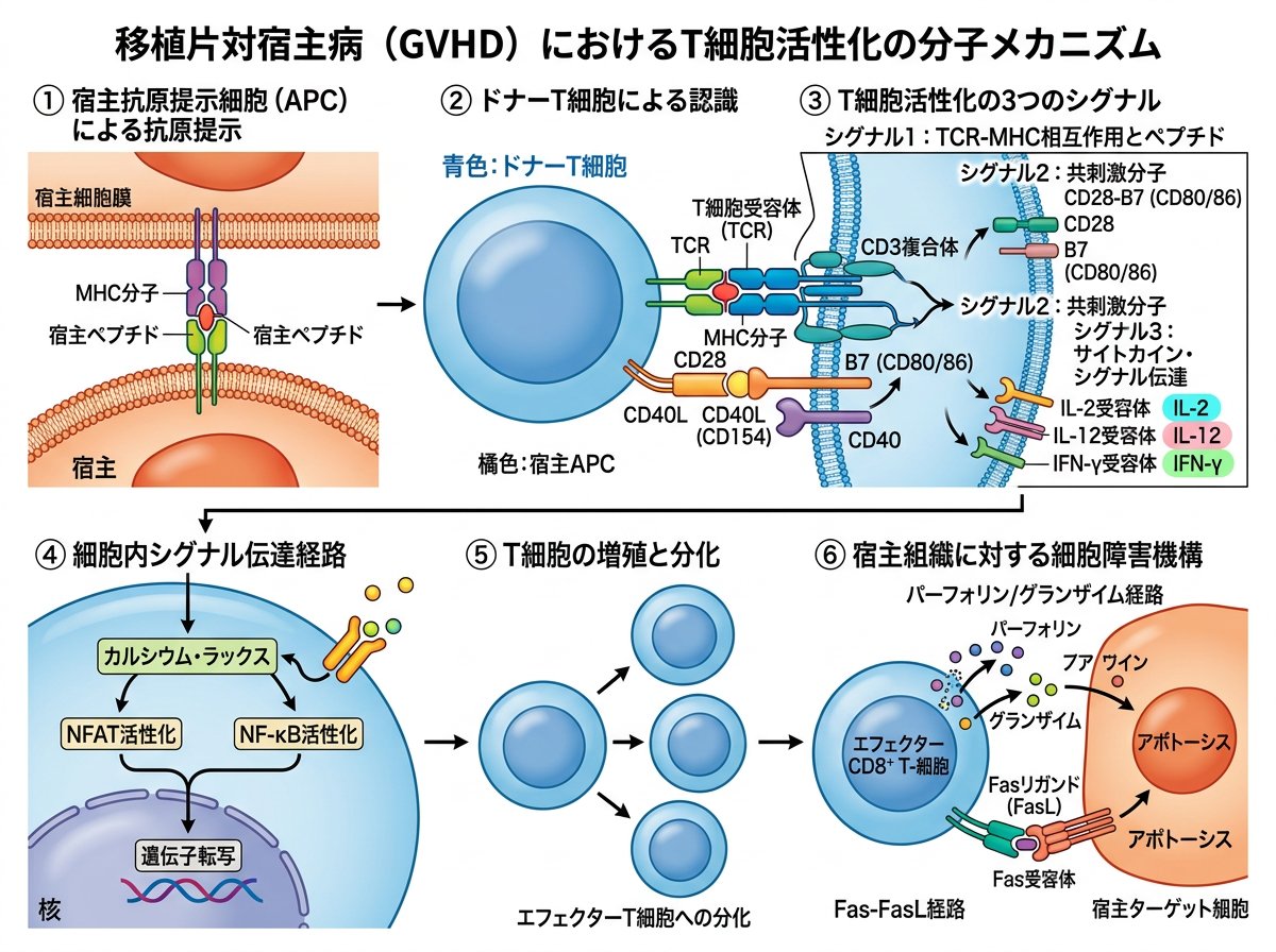 移植片対宿主病T細胞活性化の分子メカニズム
