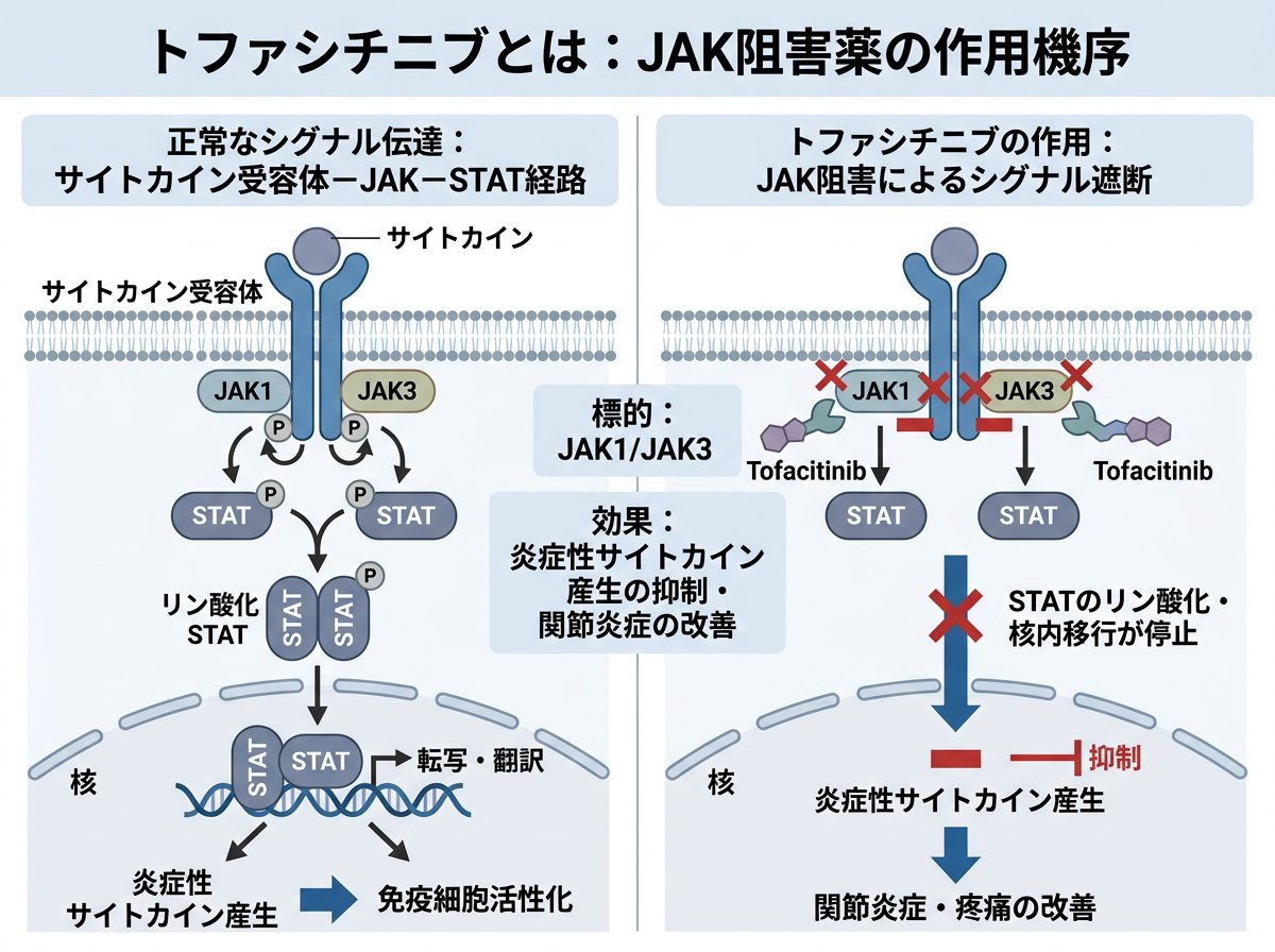 トファシチニブとは：JAK阻害薬の作用機序
